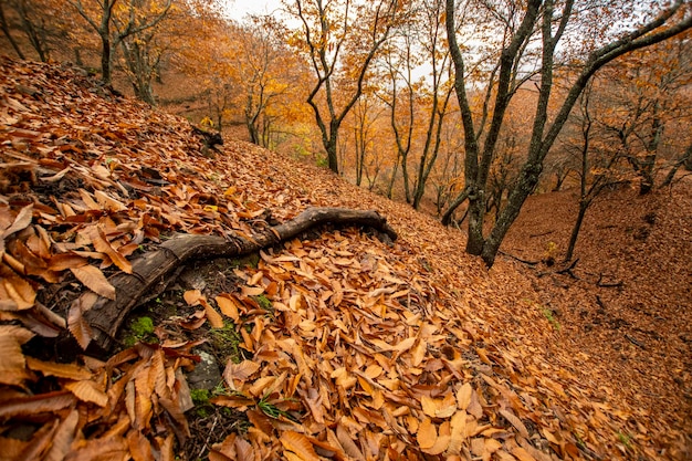 Paysage d&#39;automne