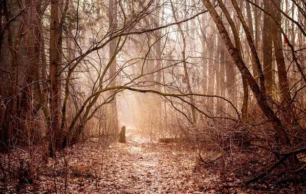 Paysage aux couleurs chaudes avec des bois d'automne le matin