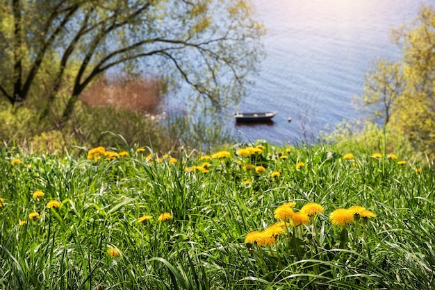 Photo paysage avec le bateau fluvial de printemps et les fleurs jaunes sur le rivage à pskov
