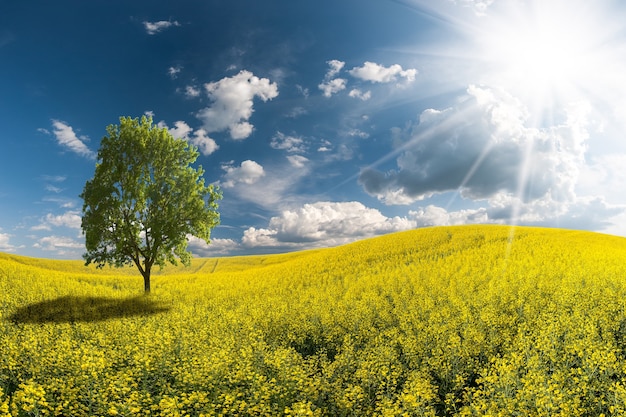 Paysage avec beau matin, champ de colza jaune