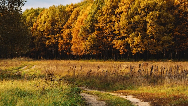 Paysage de la belle forêt d'automne