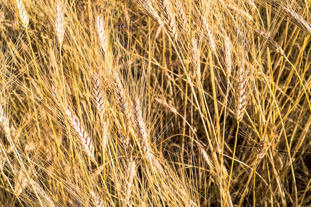 Paysage d&#39;une belle récolte de blé mûr et doré