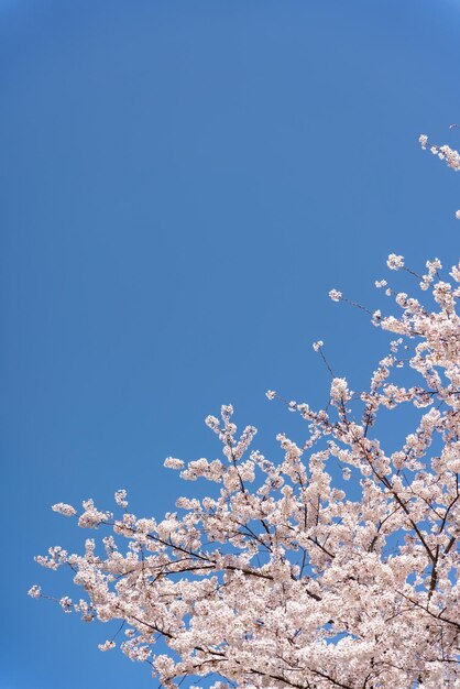 Paysage avec de belles fleurs de cerisier sous le ciel bleu
