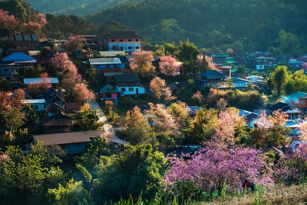 paysage de belles fleurs sauvages de cerisiers de l'Himalaya en fleurs de Prunus cerasoides roses à Phu Lom Lo Loei et Phitsanulok de Thaïlande