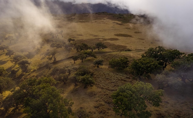 Paysage de bois brumeux en été