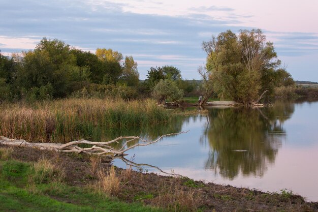 Paysage bois sec au bord de la rivière