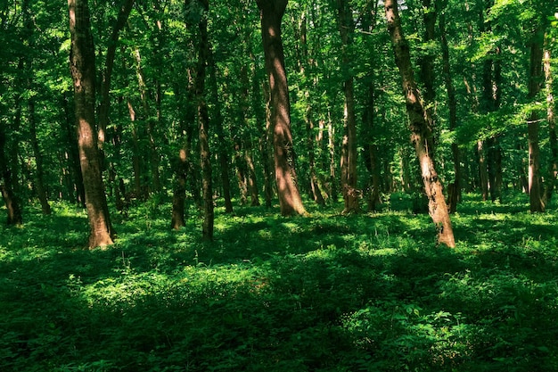 Paysage boisé naturel forêt feuillue tempérée