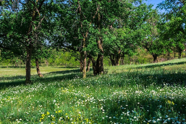 Paysage boisé ouvert ensoleillé de printemps avec prairie fleurie et bosquets de feuillus