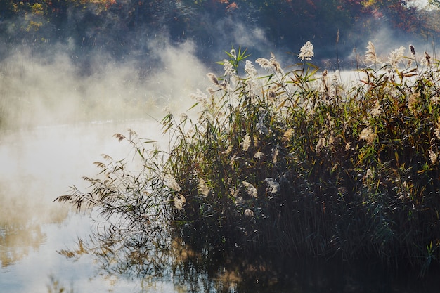 Paysage de brouillard brumeux sur le lac automne automne avec des couleurs vibrantes