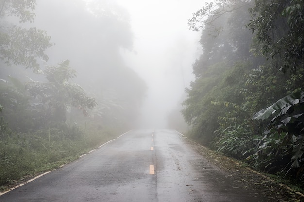 Paysage De Brouillard Dense Sur La Route Vide Et Silhouette D'arbre En Hiver