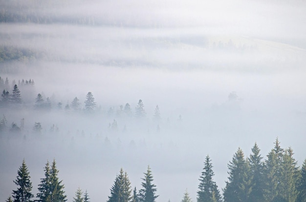 Paysage avec brouillard et forêt d'épinettes dans les montagnes