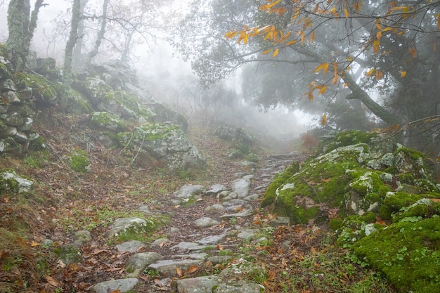 Paysage avec brouillard près de Montanchez. Estrémadure. Espagne.