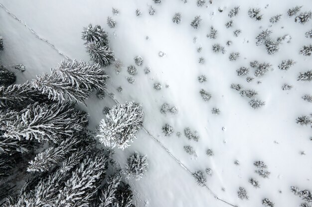 Paysage brumeux aérien avec des pins à feuilles persistantes recouverts de neige fraîche tombée après de fortes chutes de neige dans la forêt de montagne d'hiver par une soirée froide et calme.