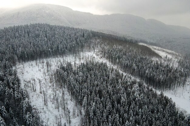 Paysage brumeux aérien avec des pins à feuilles persistantes recouverts de neige fraîche tombée après de fortes chutes de neige dans la forêt de montagne d'hiver par une soirée froide et calme.