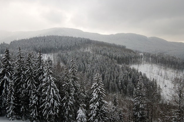 Paysage brumeux aérien avec des pins à feuilles persistantes recouverts de neige fraîche tombée après de fortes chutes de neige dans la forêt de montagne d'hiver par une soirée froide et calme.