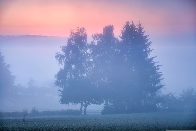 paysage brumeux avec brouillard