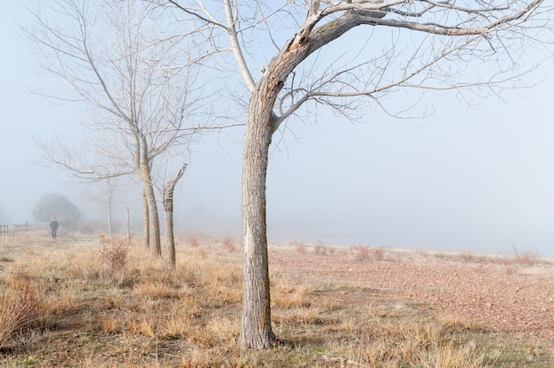 Paysage brumeux et brumeux avec des arbres sans feuilles le matin