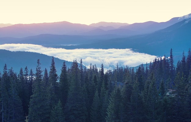 Paysage brumeux du matin avec chaîne de montagnes et forêt de sapins dans un style rétro vintage hipster