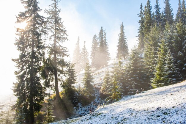 Photo paysage brumeux du matin dans une forêt de montagne les rayons du soleil traversent les branches de pins et de sapins à feuilles persistantes la fonte de la première neige