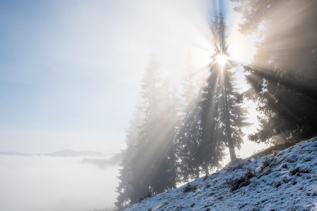 Paysage brumeux du matin dans une forêt de montagne Les rayons du soleil traversent les branches de pins et de sapins à feuilles persistantes La fonte de la première neige