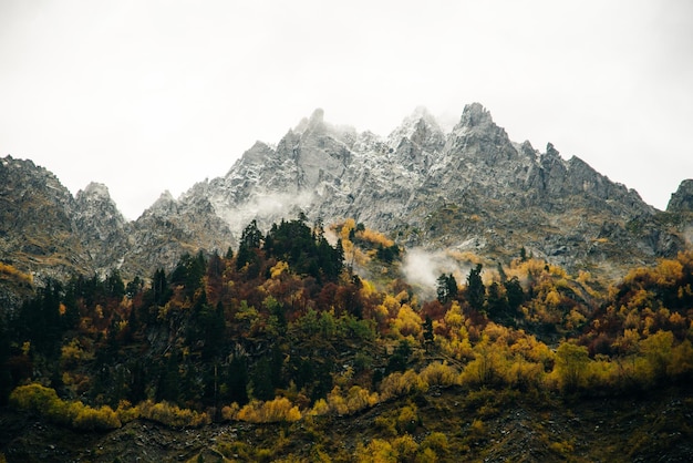 Photo paysage brumeux avec forêt d'épinettes dans un style rétro vintage hipster