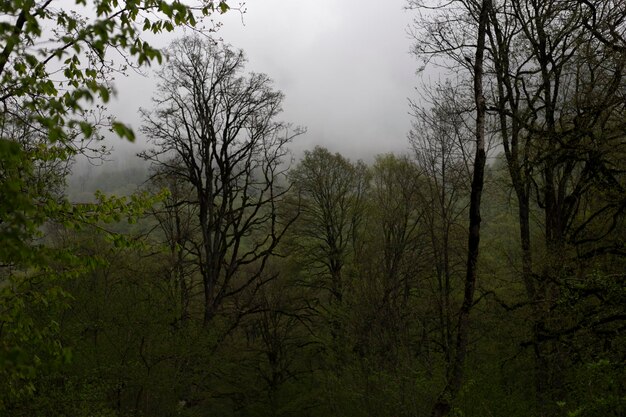 paysage brumeux avec forêt de pins