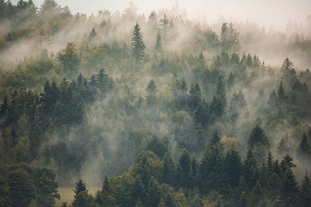 Un paysage brumeux avec un papier peint de forêt brumeux