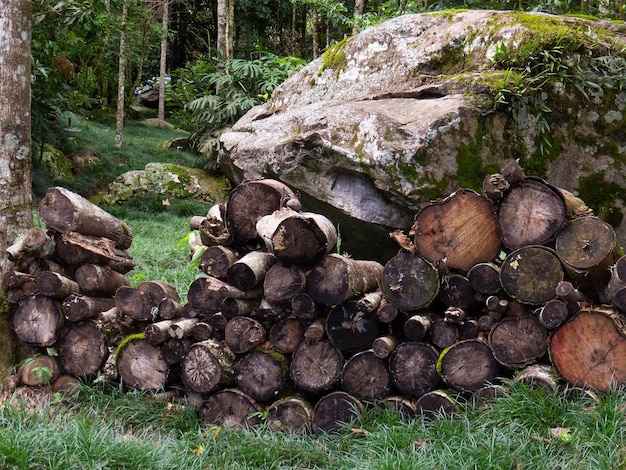 Paysage avec bûches de bois coupées pour cheminée empilées dans la forêt