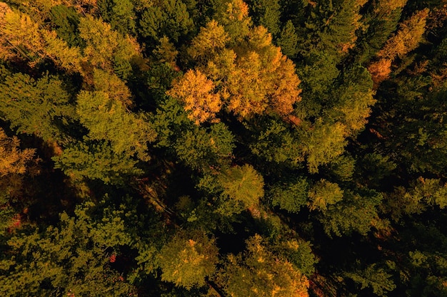 Paysage calme naturel du drone aux nombreux arbres colorés illuminés par le soleil d'été brillant.