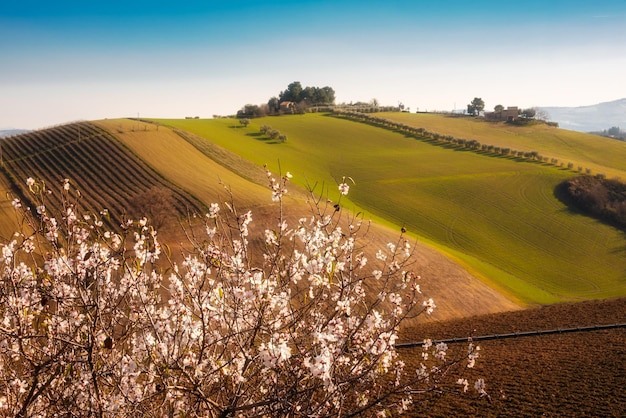 Paysage de campagne au printemps avec des champs agricoles d'arbres en fleurs parmi les collines