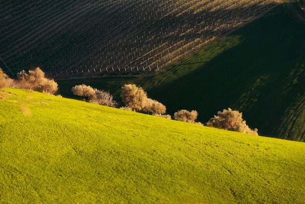 Paysage de campagne champs agricoles verts et oliviers parmi les collines