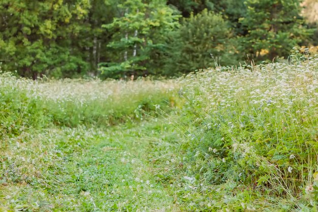 Paysage à la campagne en été