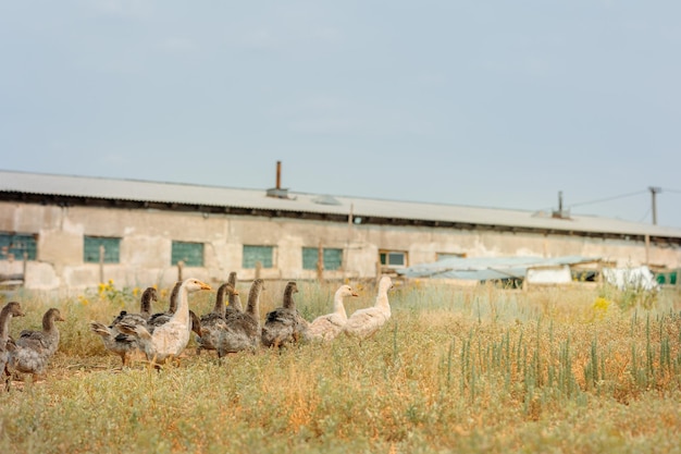 Paysage de campagne avec des oisons dans la volaille