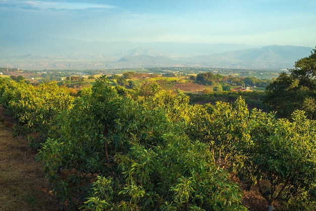 Paysage de campagne avec plantation d'avocats au premier plan