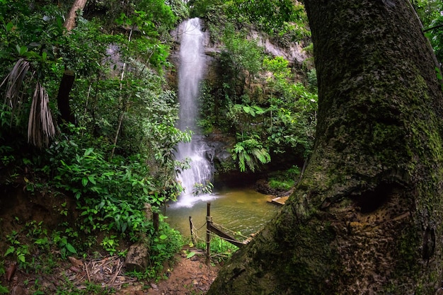 Paysage de cascade en forêt profonde