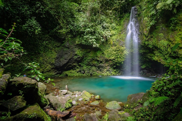 Paysage de cascade en forêt profonde