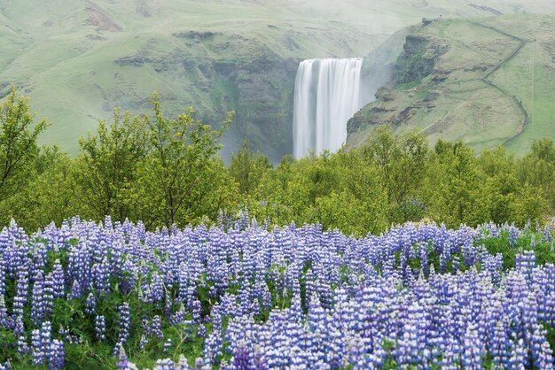 Paysage avec cascade de Skogafoss Islande