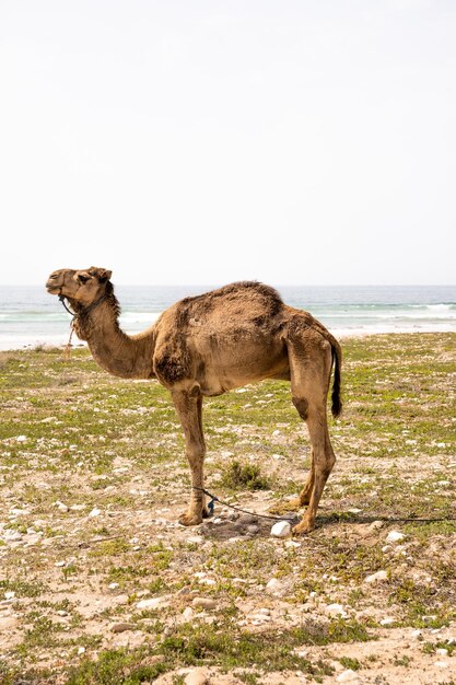 Photo paysage d'un chameau avec de la fourrure se reposant dans une zone très sèche à côté de la plage