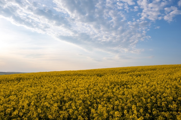 Paysage avec champ agricole de colza jaune en fleurs