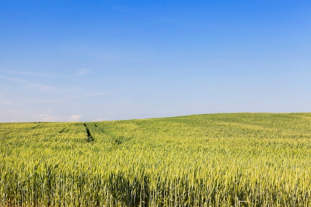 Paysage sur un champ agricole entièrement ensemencé d'épis de blé vert
