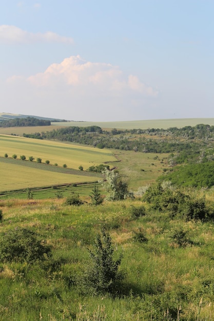 Un paysage d'un champ et d'arbres