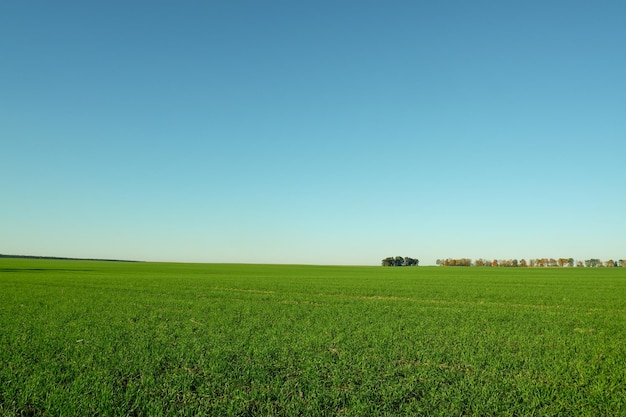paysage champ de blé vert arbres à l'horizon et ciel bleu clair