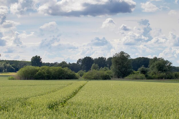 Paysage de champ de blé vert. Champ de blé vert.