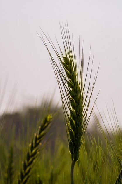 Photo paysage de champ de blé vert un vaste champ rempli de grains de blé vert libre de droit de gros grains de blé