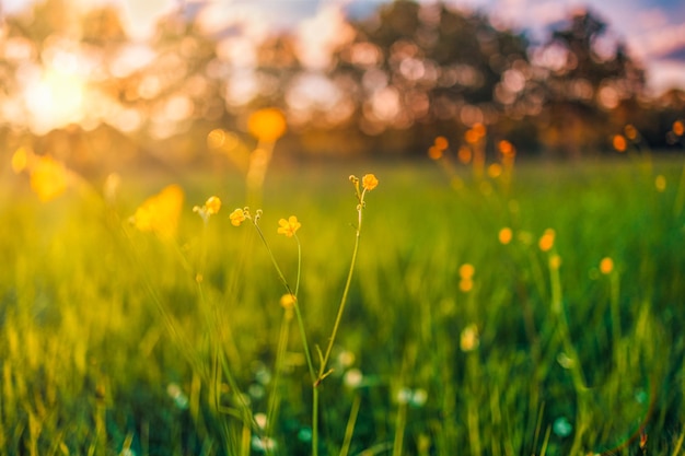 Paysage de champ de coucher de soleil abstrait flou, fleurs jaunes et prairie d'herbe chaude heure d'or coucher de soleil