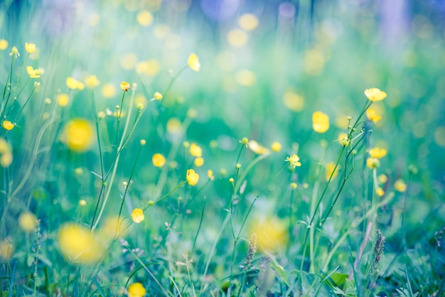 Paysage de champ de coucher de soleil flou abstrait de fleurs jaunes et de prairie d'herbe chaude heure d'or