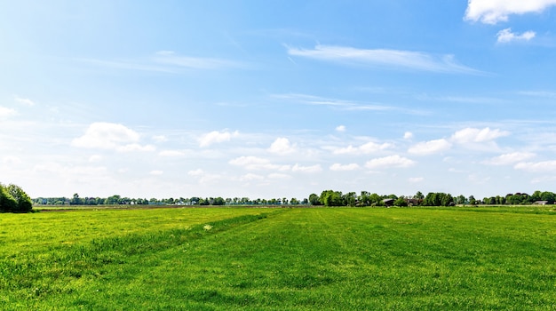 Paysage avec champ d&#39;herbe verte aux Pays-Bas