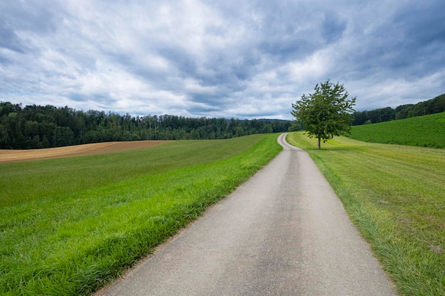 Paysage de champ d'herbe verte avec des nuages fantastiques en arrière-plan Arbre solitaire parmi une prairie verte d'été quelque part dans les villages de France