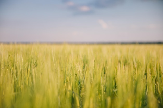 Paysage d'un champ de jeune blé frais en Ukraine