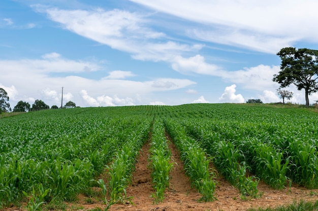 Paysage avec champ de maïs et arbre isolé